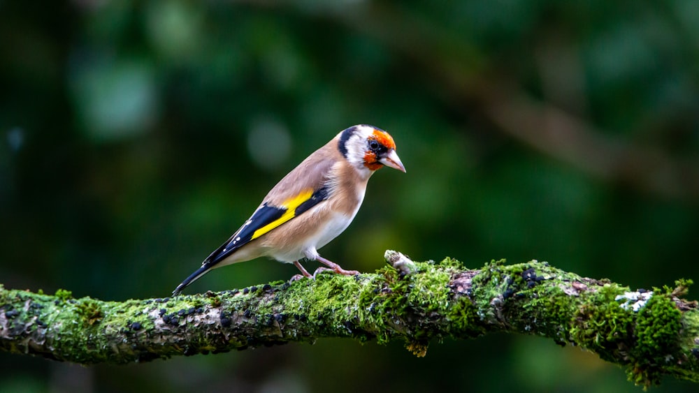yellow black and white bird on tree branch