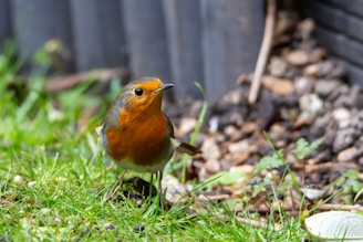 A curious robin perched on a low branch, peering into the undergrowth as if sharing a secret.