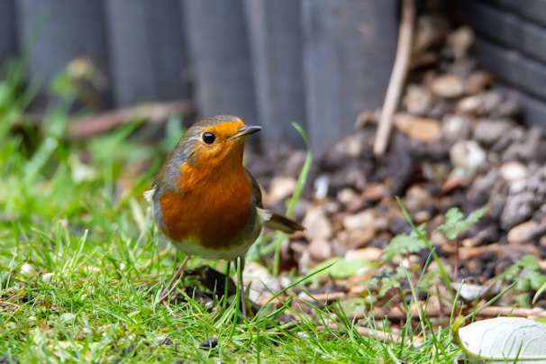 A curious robin perched on a low branch, peering into the undergrowth as if sharing a secret.