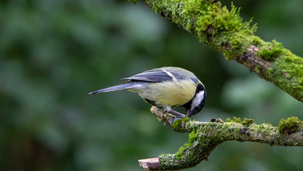 black and white bird on tree branch