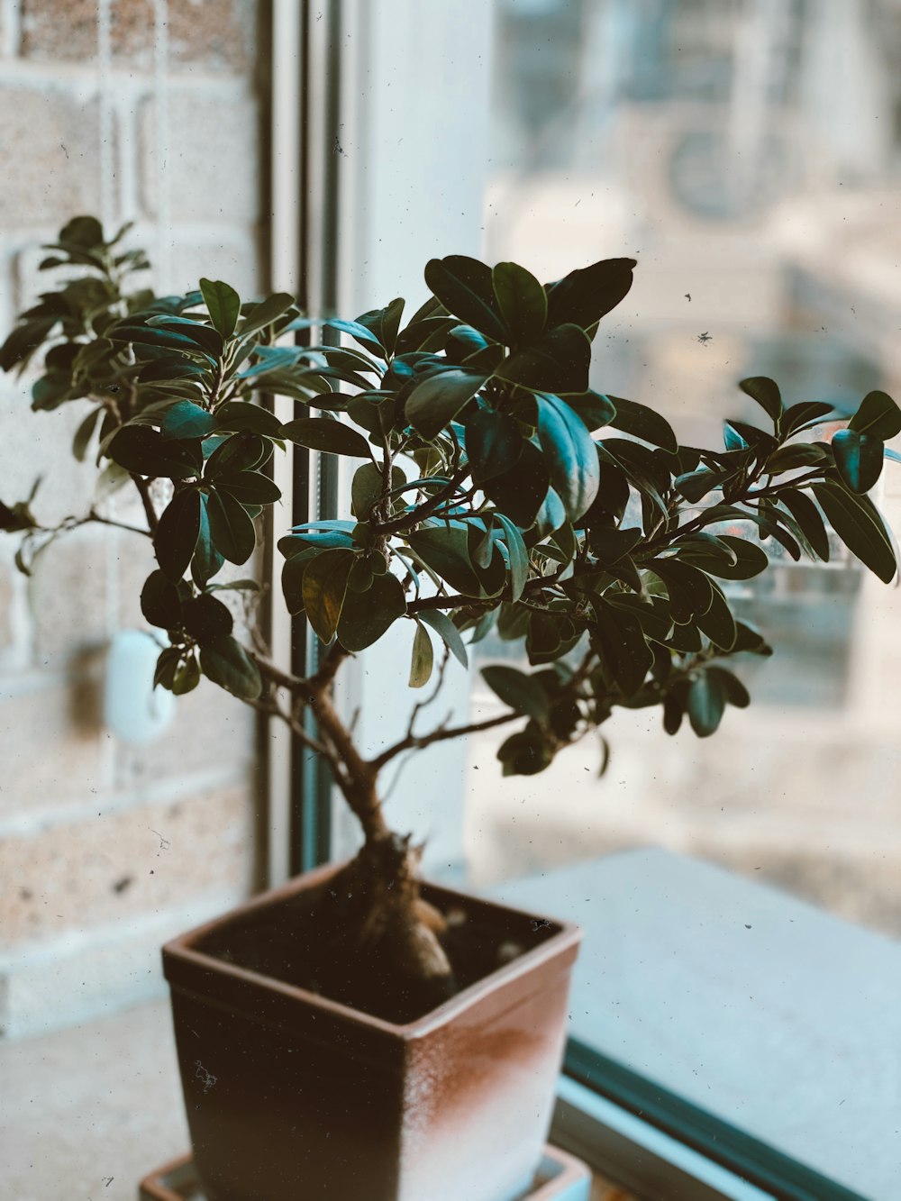 green plant on black pot