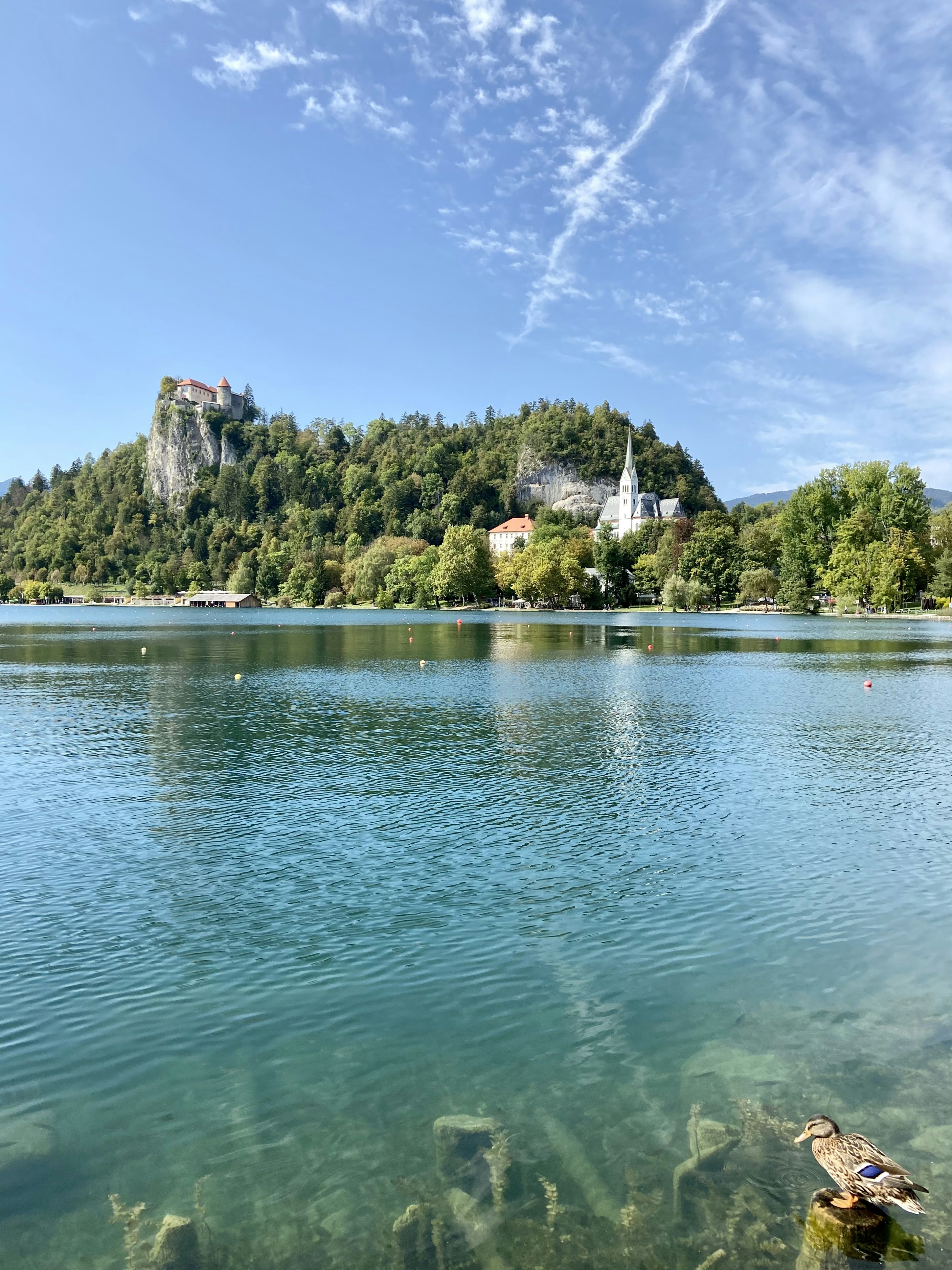 green trees on island surrounded by water under blue sky during daytime