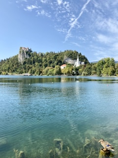 green trees on island surrounded by water under blue sky during daytime