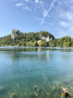 green trees on island surrounded by water under blue sky during daytime