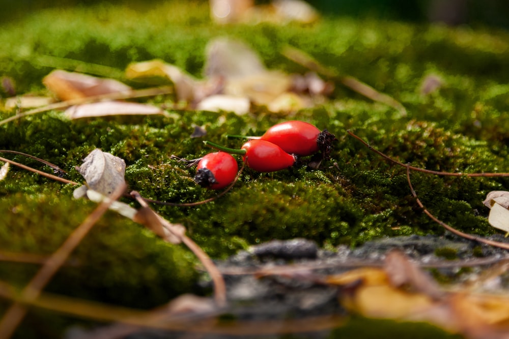 red round fruit on green moss