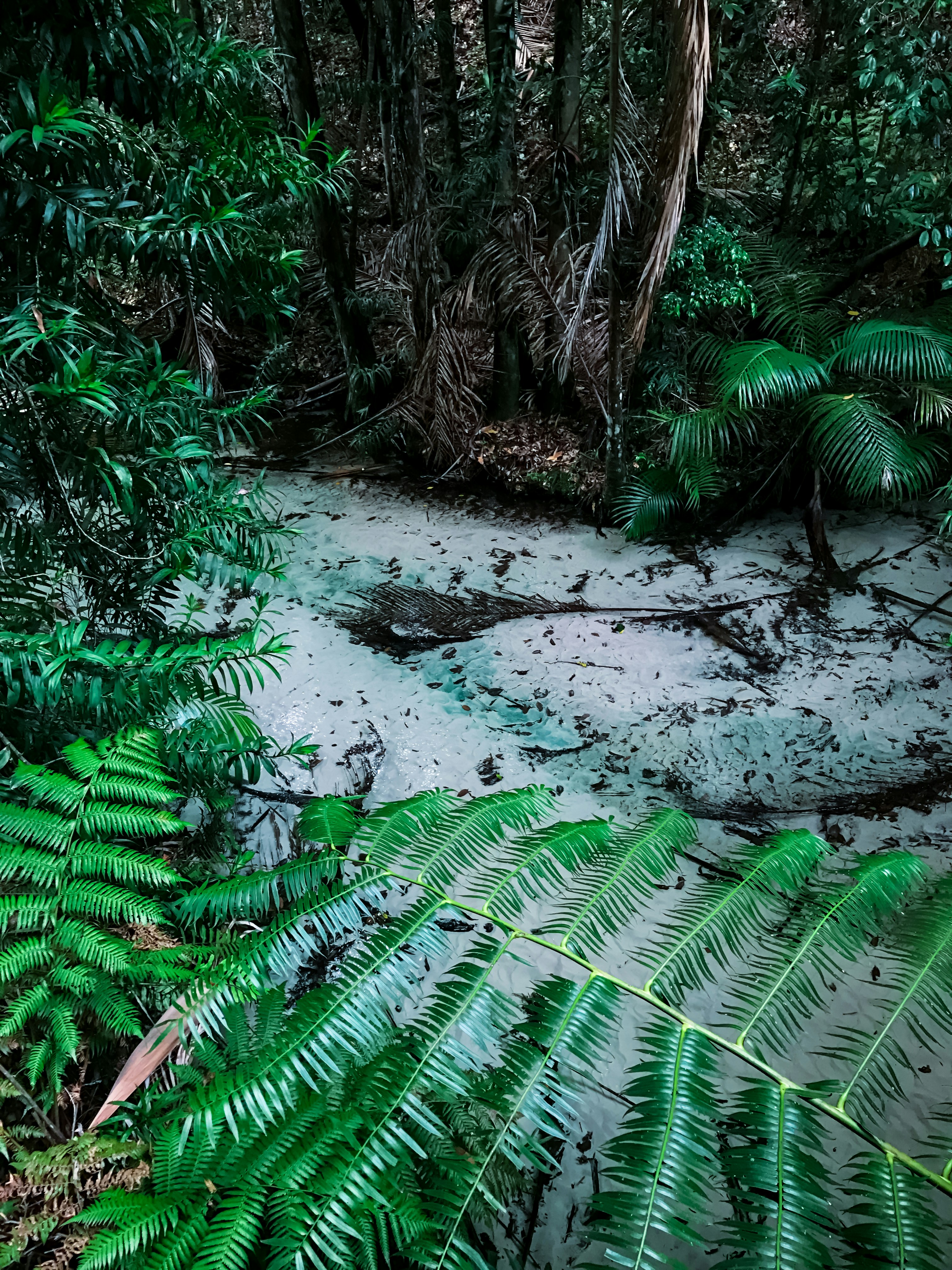 green fern plant on brown soil