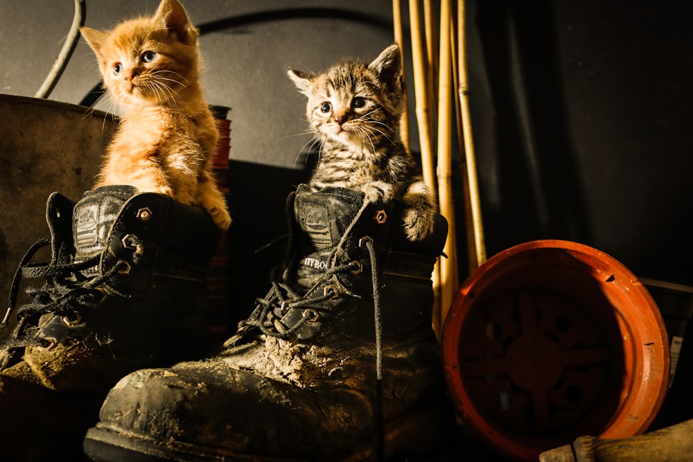 orange tabby cat on black leather armchair