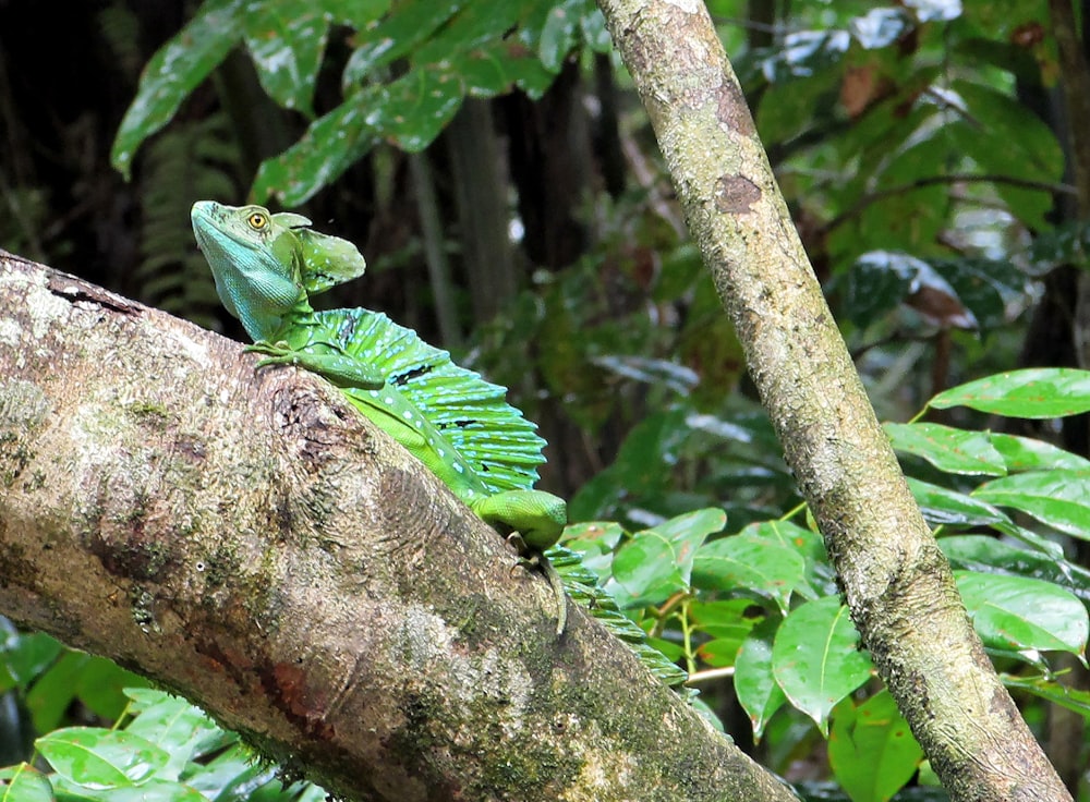 green lizard on brown tree branch during daytime