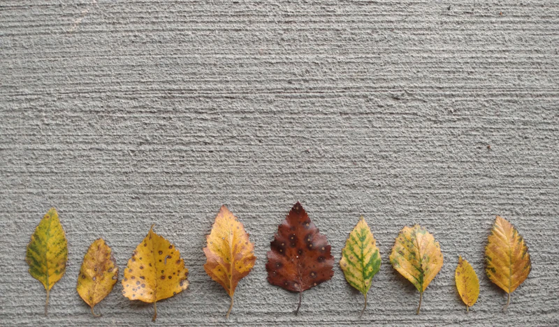 A row of different leaves on a soft grey wall