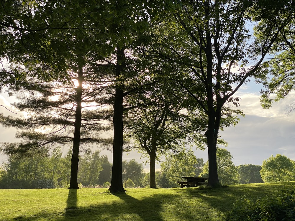 brown wooden bench on green grass field near green trees during daytime