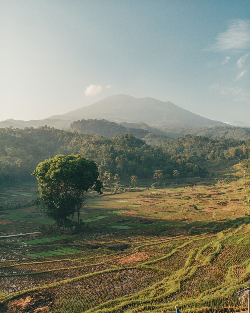 green tree on green grass field near mountain during daytime