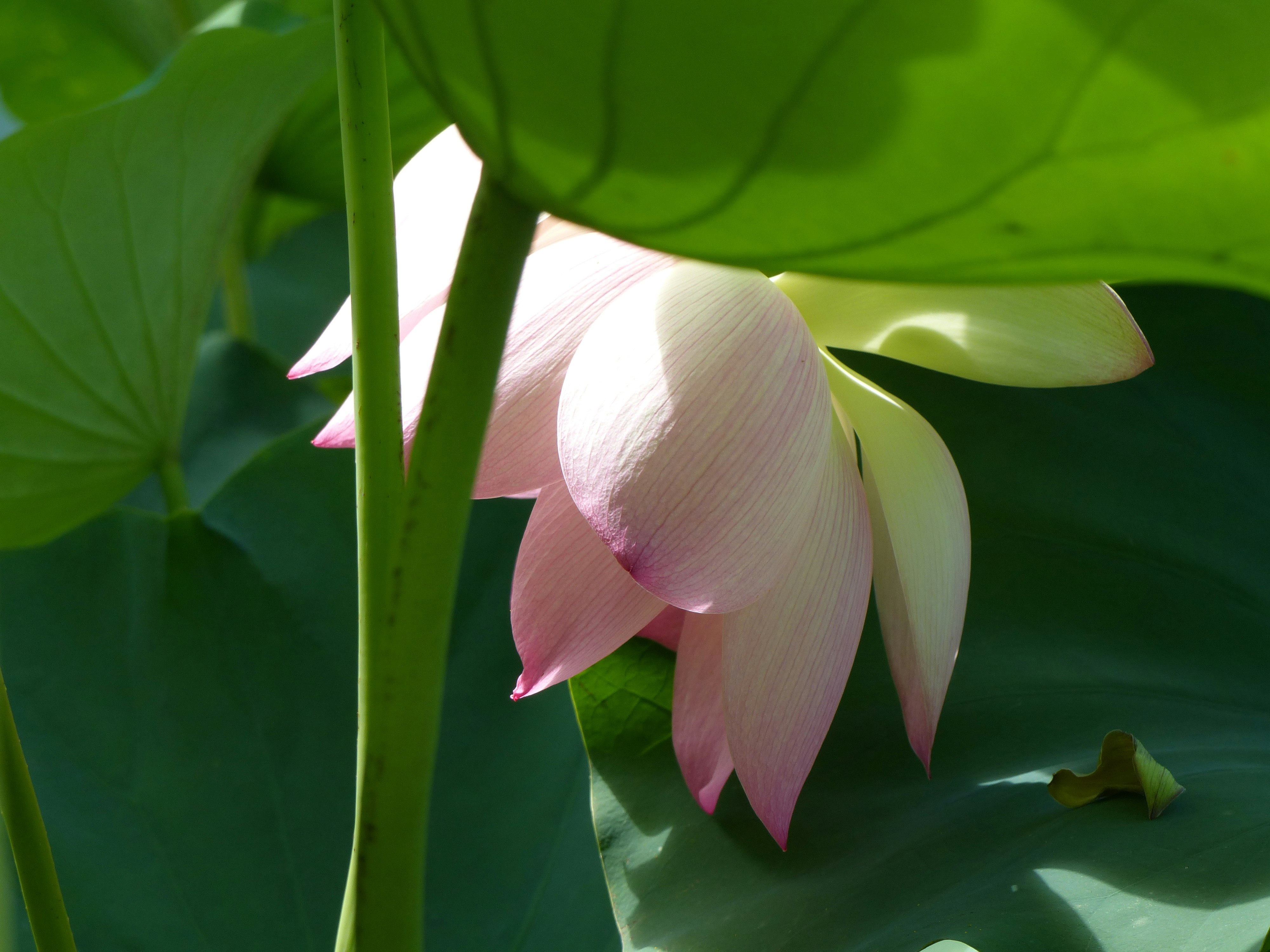 down facing pink water lily  flower with leaves