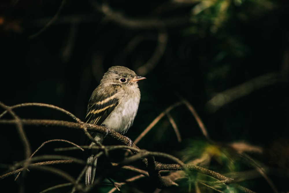 a small bird sitting on top of a tree branch