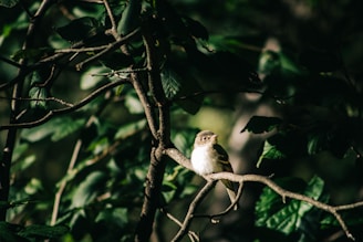 A curious child observing a small bird perched on a branch in dappled forest light.