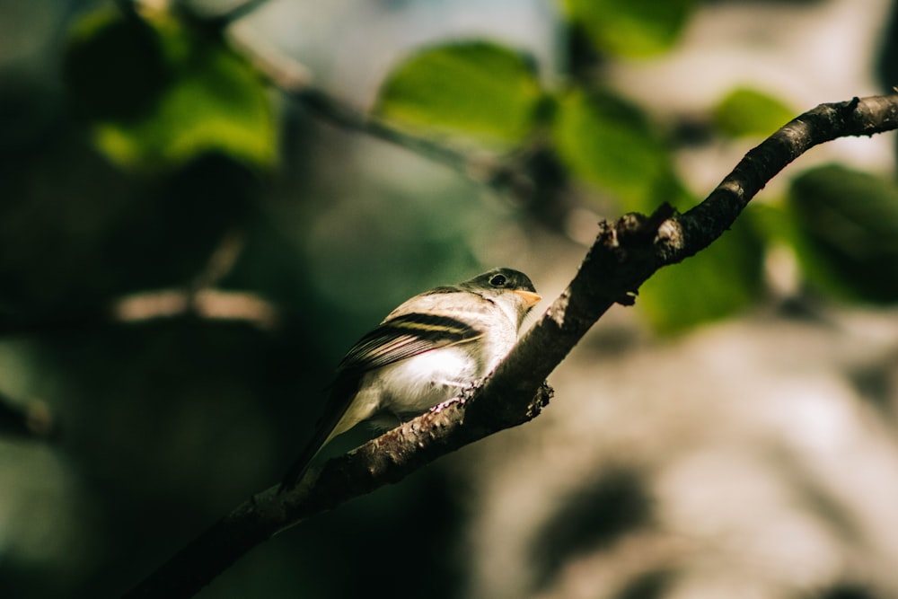 white and black bird on tree branch