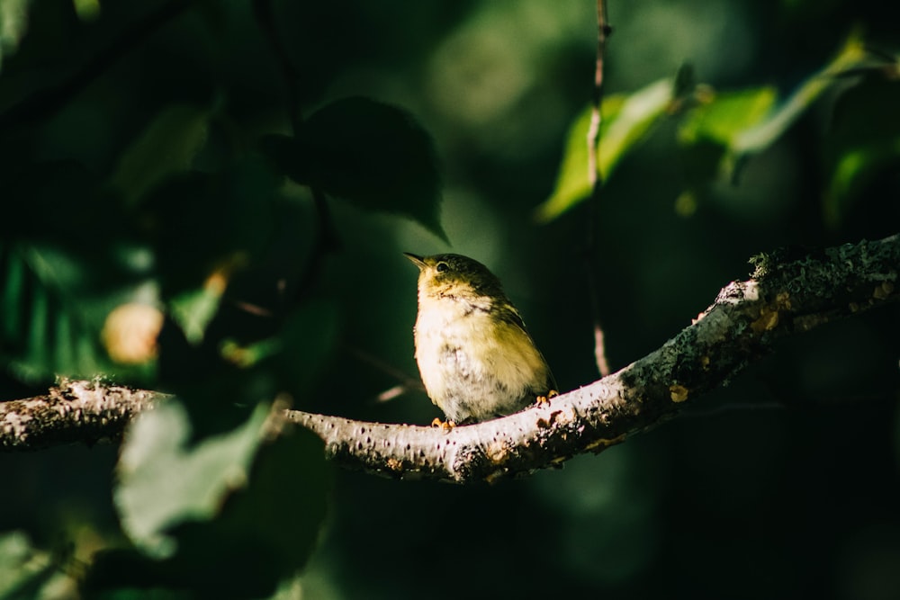 a small bird perched on a tree branch