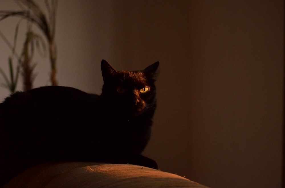 black cat on brown textile