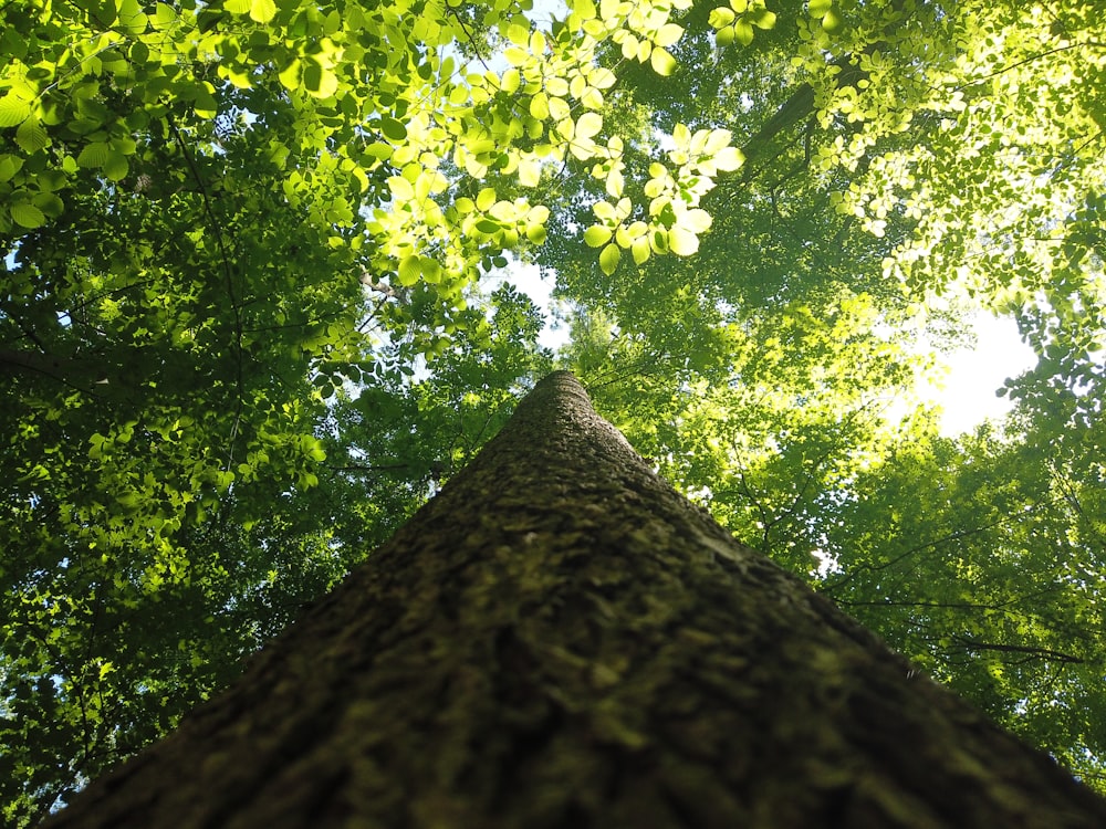 looking up at a tall tree in a forest