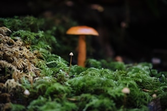 brown mushroom on green moss