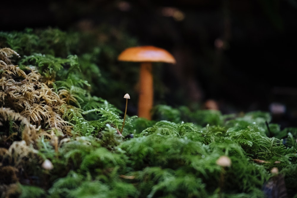 brown mushroom on green moss