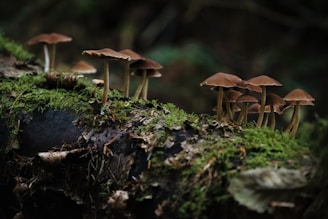 brown mushrooms on green moss
