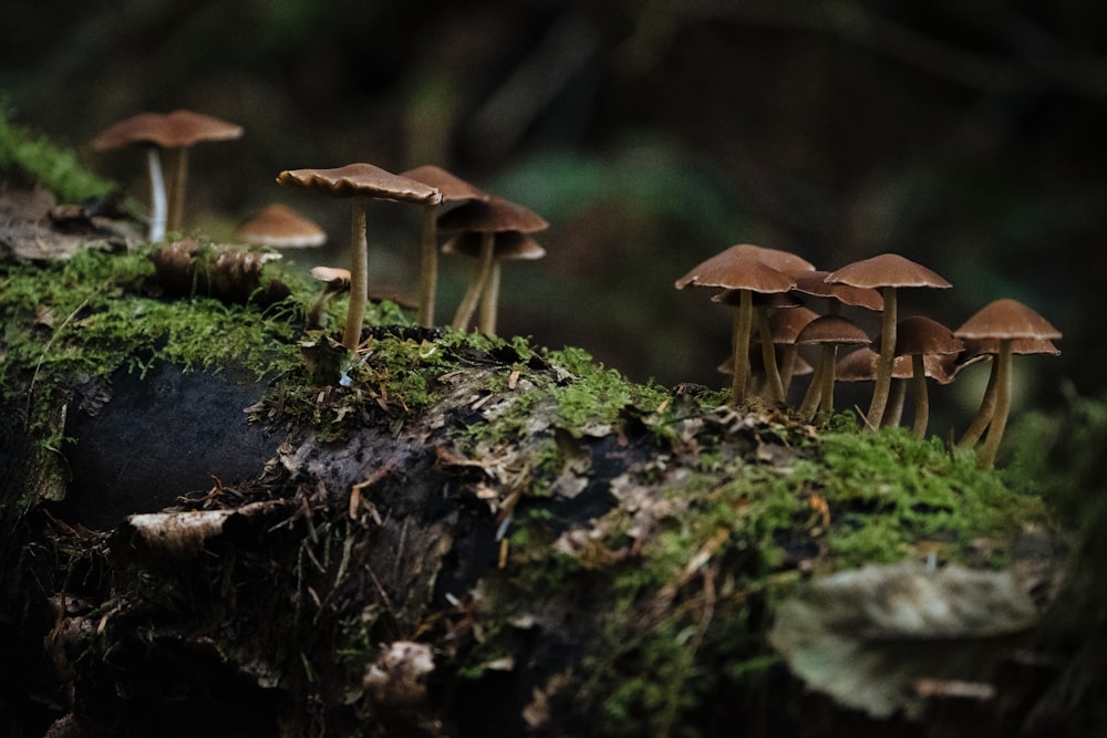 Setas marrones sobre musgo verde