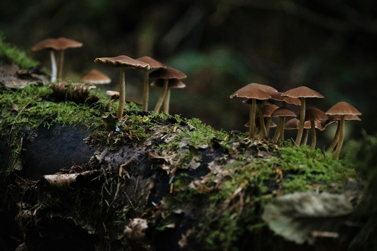 コバエはどこから来る？観葉植物と土の発生メカニズムを科学的に解説