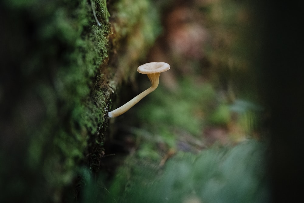 white mushroom in tilt shift lens