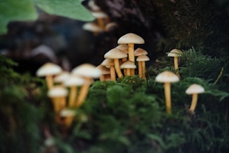 white and brown mushrooms on green grass during daytime
