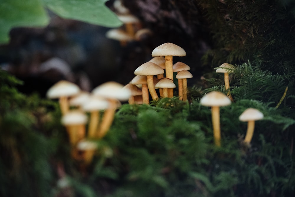 Funghi bianchi e marroni sull'erba verde durante il giorno