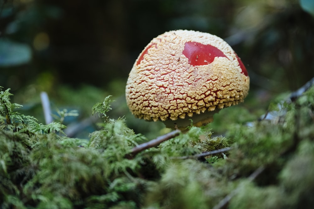 champignon brun et blanc en photographie rapprochée