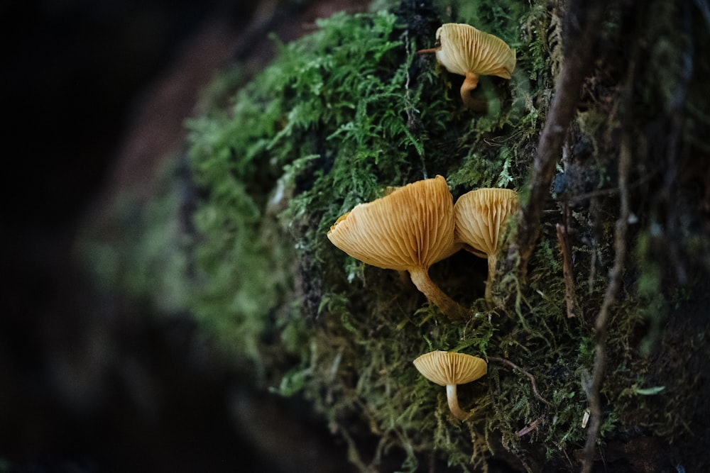 brown mushrooms on black soil