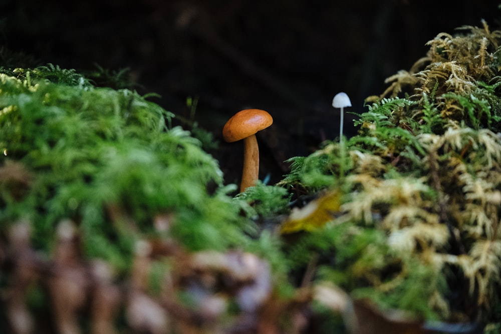 brown mushroom on green grass during daytime