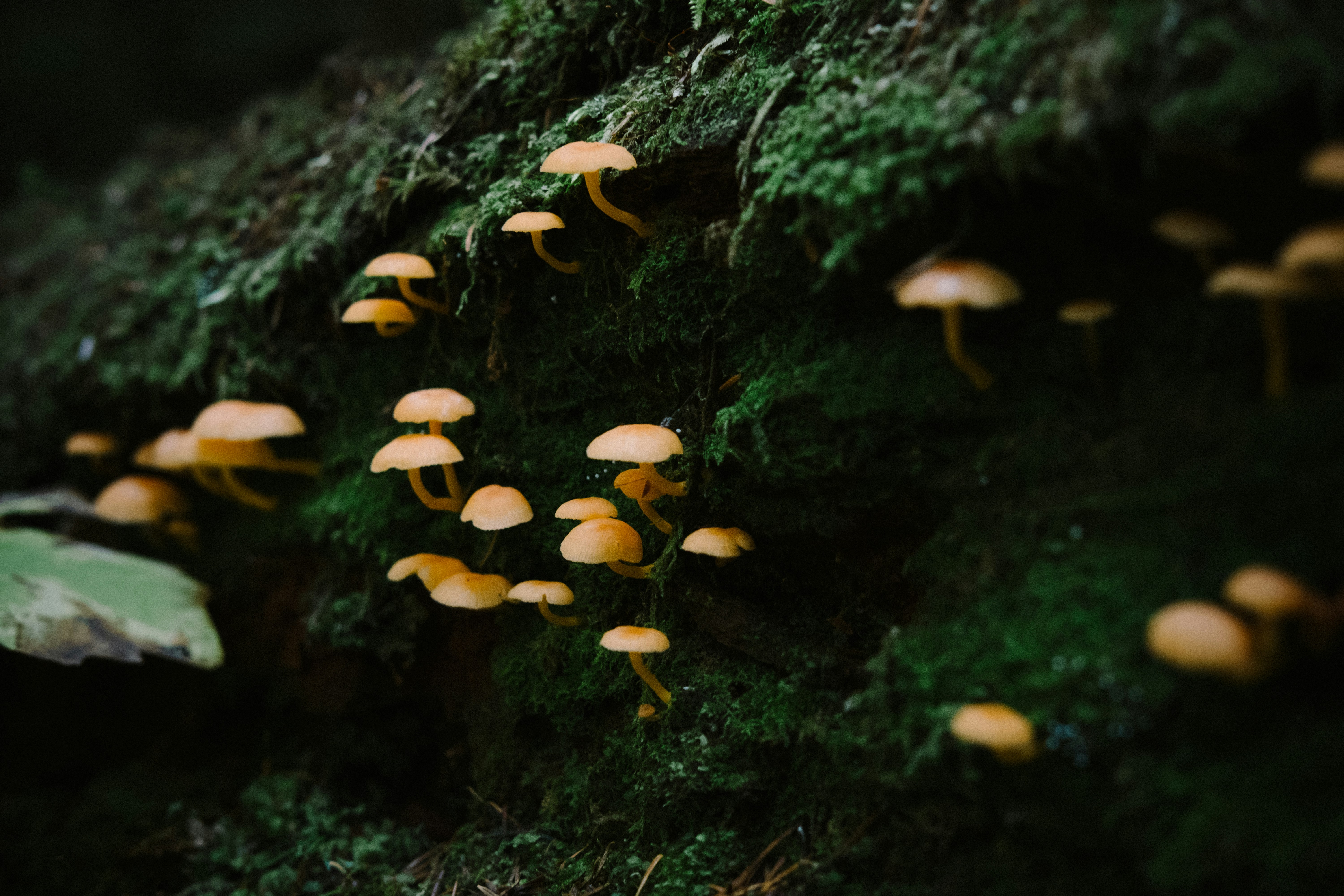 Fish are citizens of an entire world that is, for the most part, hidden from us. Unsplash photographers have delved into this world and taken some of the finest fish images on the web. You can access and use them however you please, free of charge.