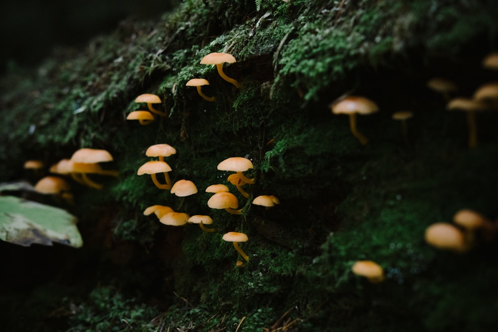 brown mushrooms on green moss