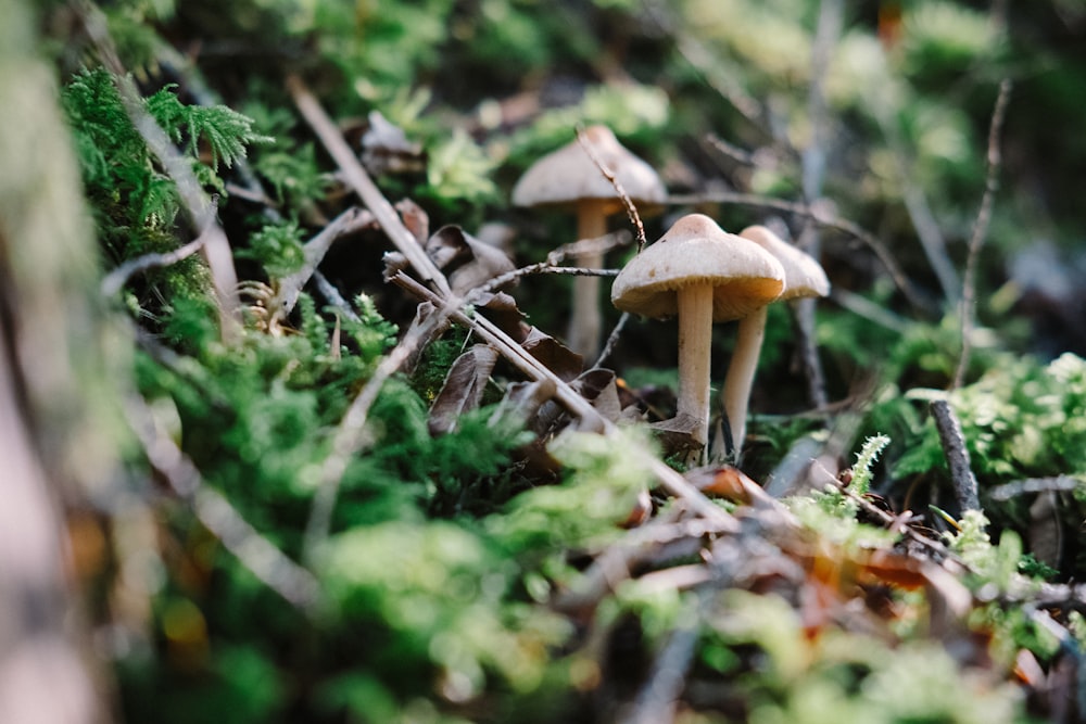 brown mushroom on green grass during daytime