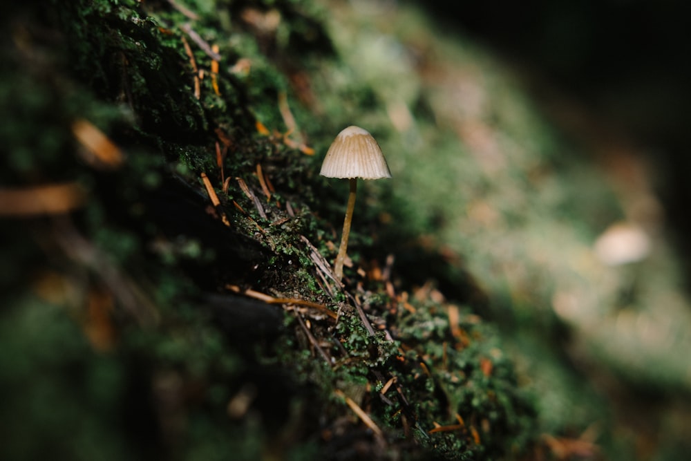 white mushroom in tilt shift lens