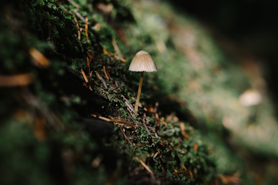 A small, delicate mushroom with a creamy cap is growing amidst a lush, green mossy surface on a forest floor. The image captures the intricacies of the natural environment, highlighting textures of the moss and the simple elegance of the mushroom.