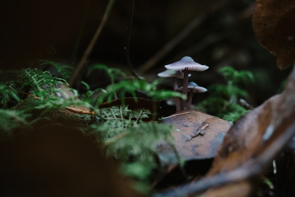 Un grupo de hongos sentados en la parte superior de un suelo del bosque