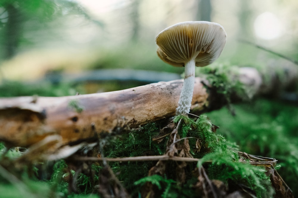 champignon brun sur tronc d’arbre brun