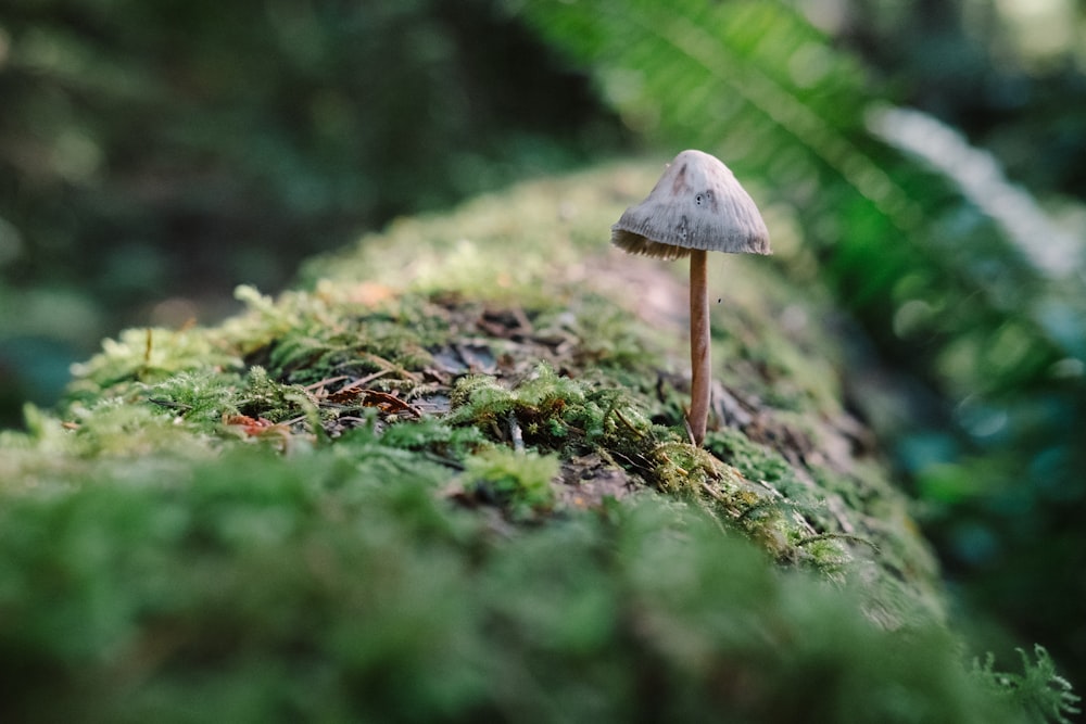 white mushroom on brown soil