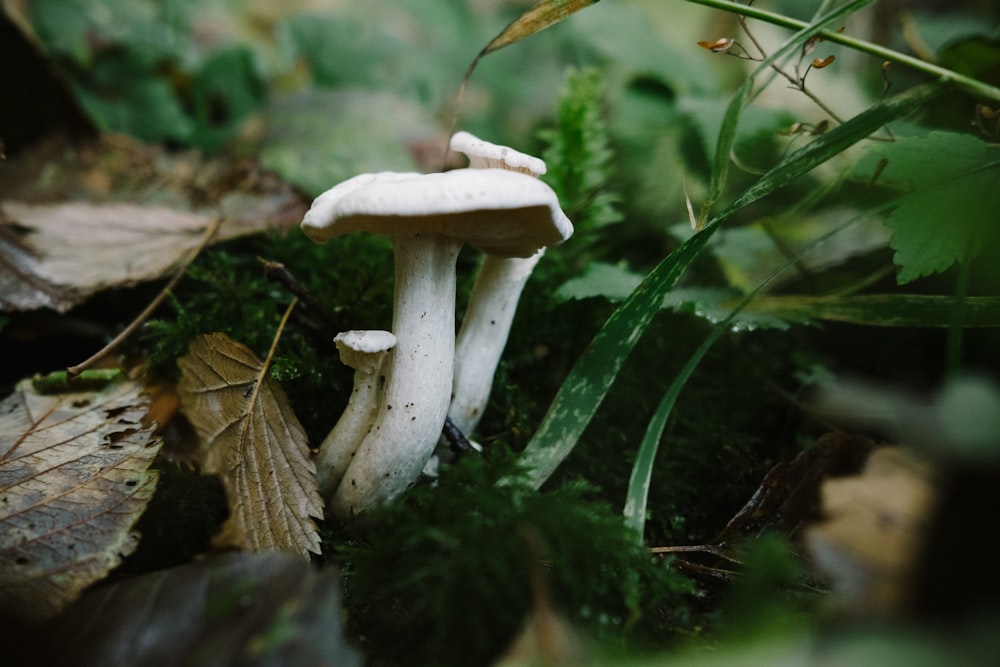 white mushroom on green moss