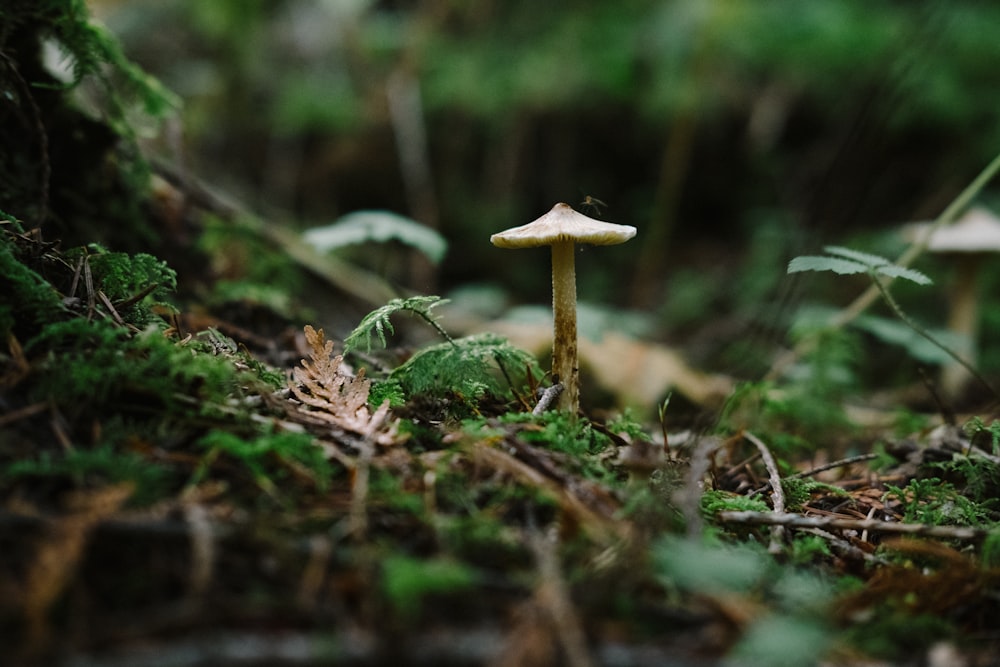 hongo marrón sobre hierba verde durante el día