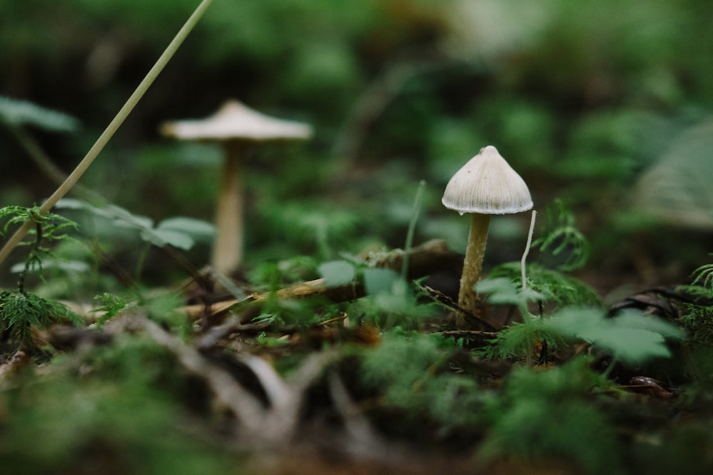 white mushroom on green grass during daytime