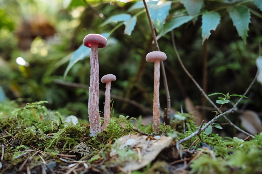 red and white mushrooms on ground