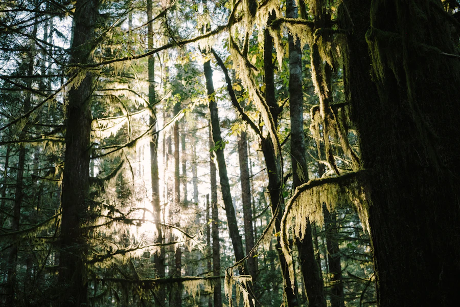 Tall Douglas fir trees in a Vancouver Island forest