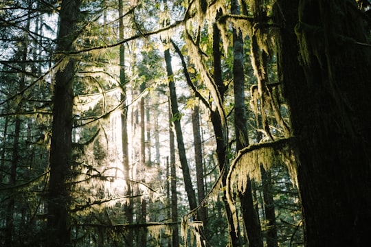 brown trees in forest during daytime in Cumberland Canada