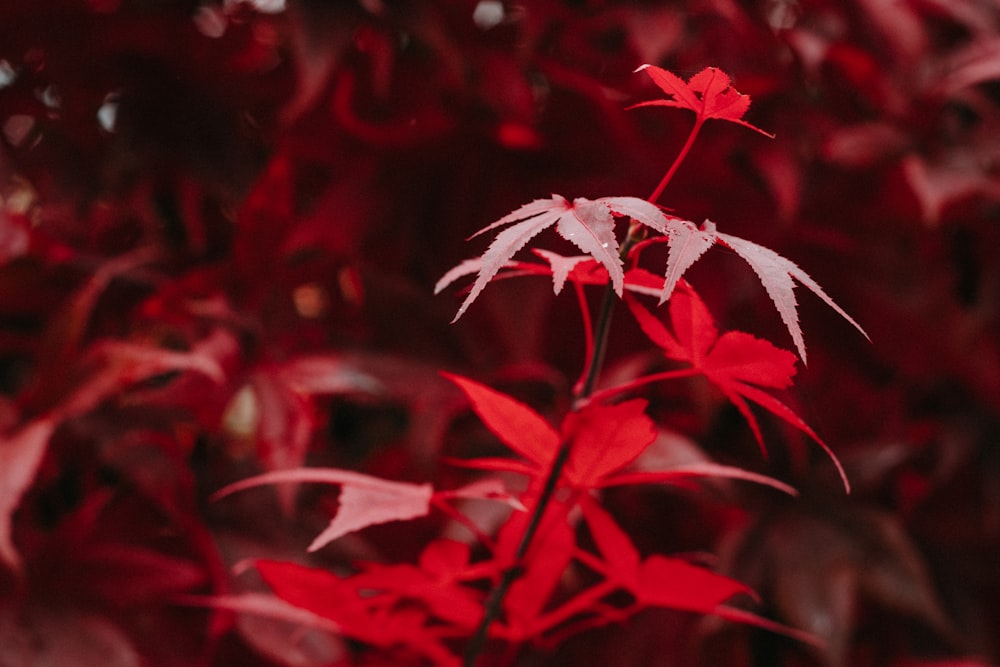 pianta rossa e bianca in fotografia ravvicinata