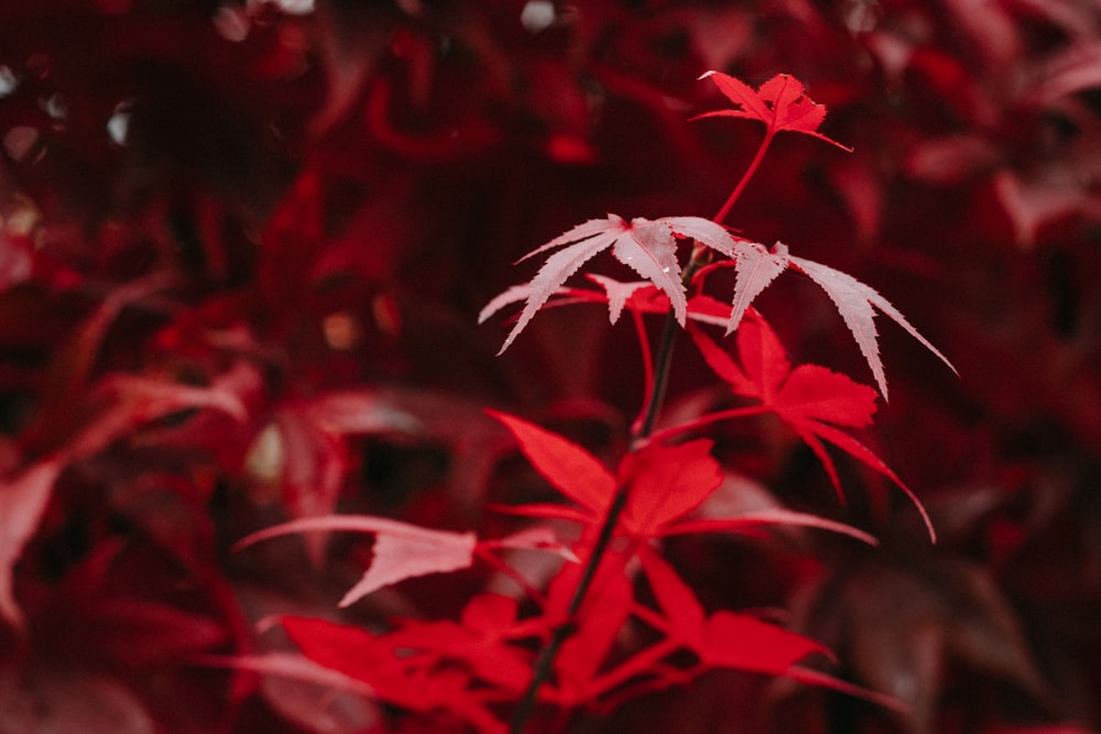 red and white plant in close up photography