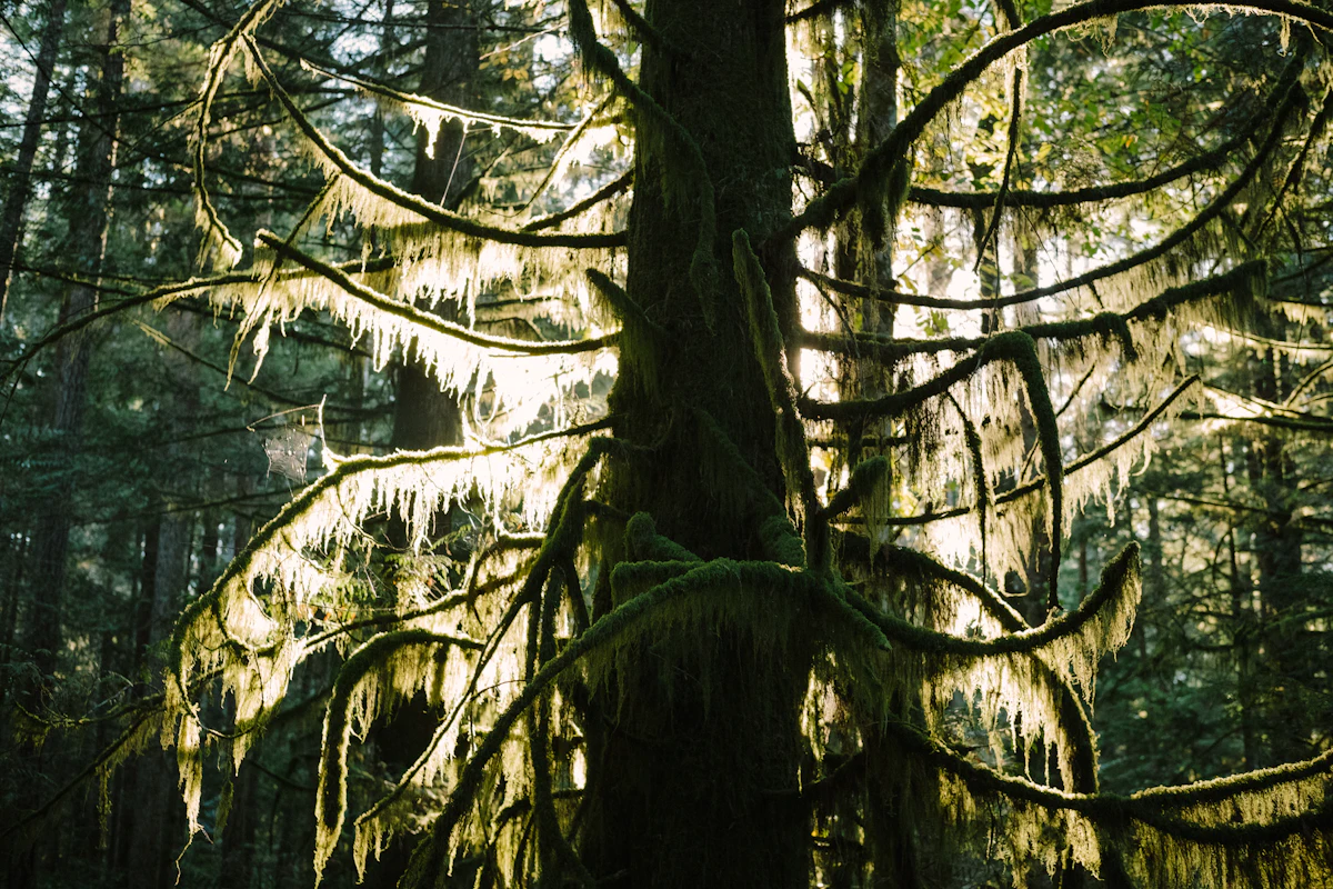 A conifer draped in moss, lit from behind, in the forest near Cumberland